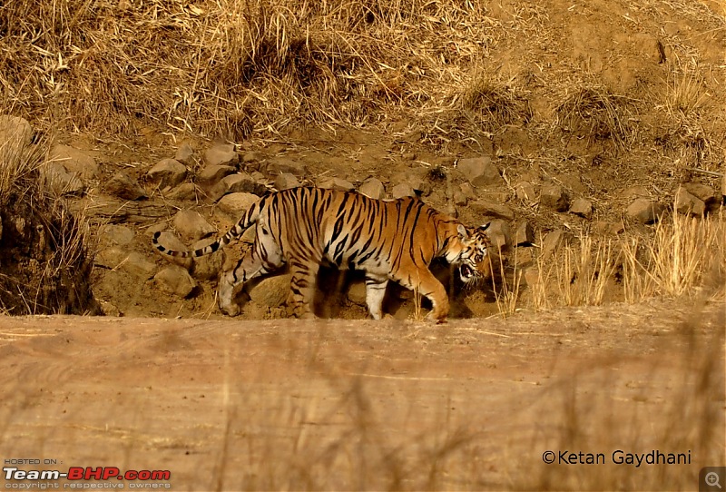 Tadoba Tiger Reserve visit - May 2012-0034.jpg