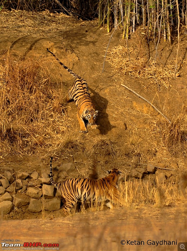 Tadoba Tiger Reserve visit - May 2012-0035.jpg