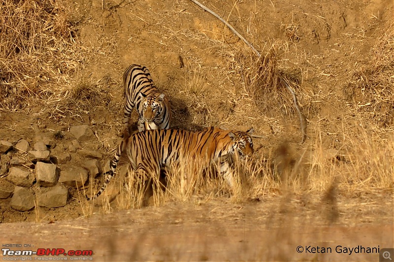 Tadoba Tiger Reserve visit - May 2012-0036.jpg