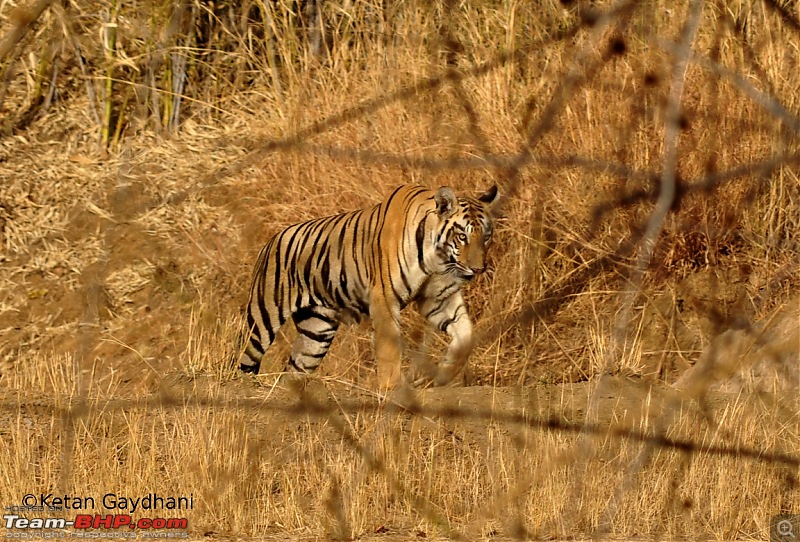 Tadoba Tiger Reserve visit - May 2012-0037.jpg