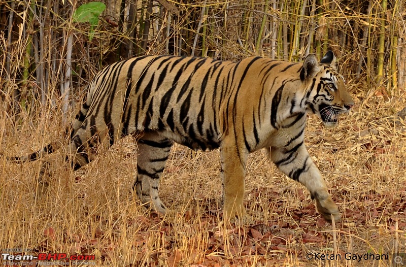 Tadoba Tiger Reserve visit - May 2012-0038.jpg