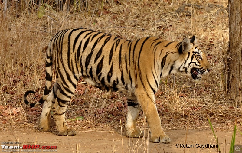 Tadoba Tiger Reserve visit - May 2012-0039.jpg