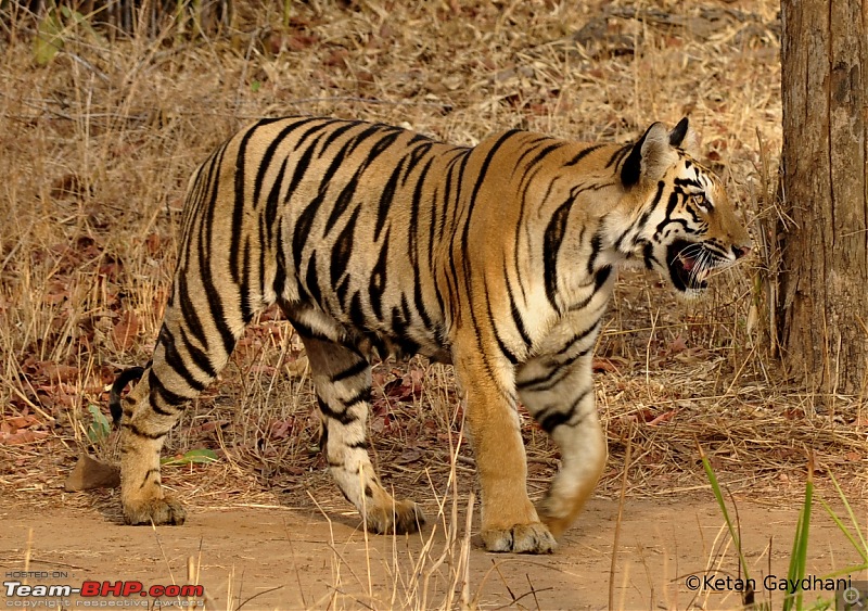Tadoba Tiger Reserve visit - May 2012-0040.jpg