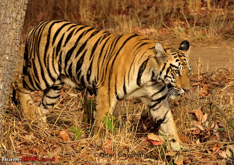 Tadoba Tiger Reserve visit - May 2012-0041.jpg