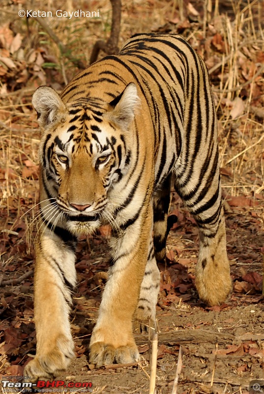 Tadoba Tiger Reserve visit - May 2012-0042.jpg