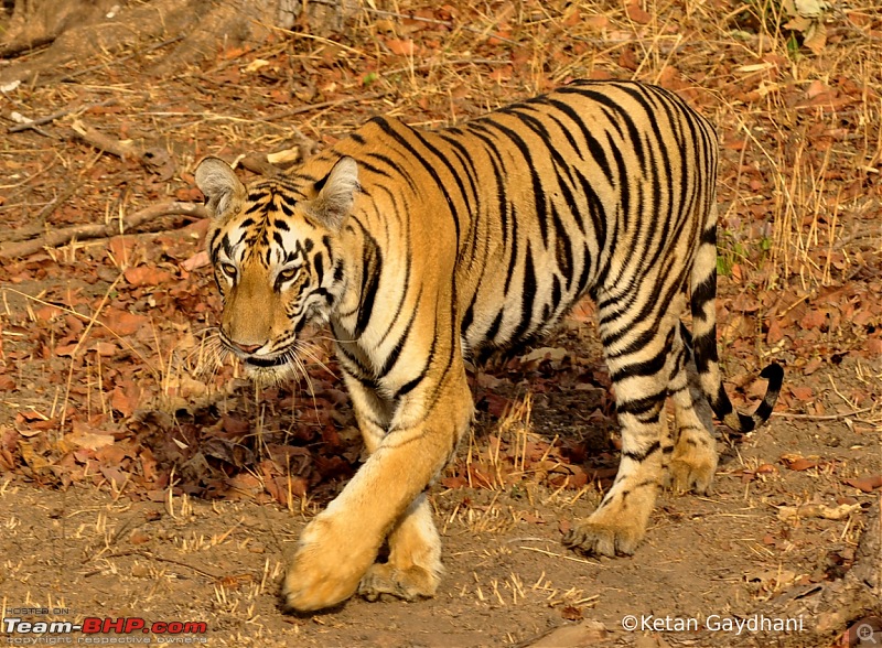 Tadoba Tiger Reserve visit - May 2012-0043.jpg