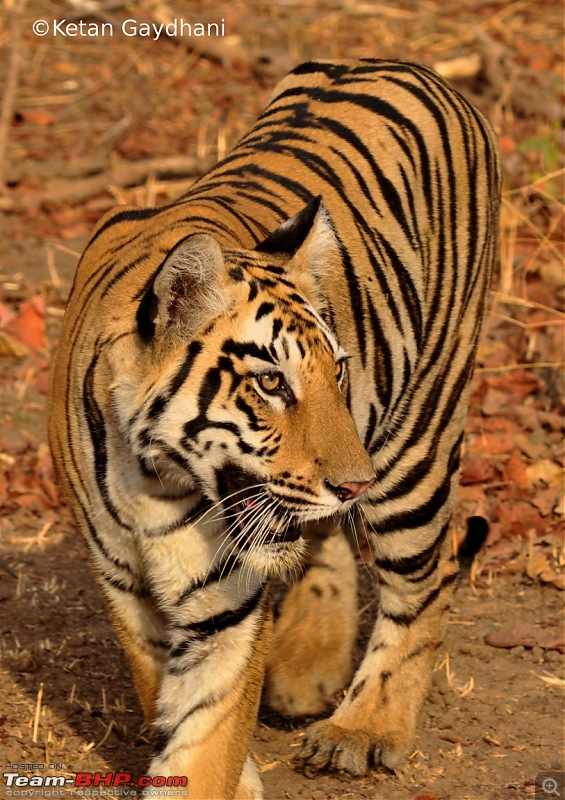 Tadoba Tiger Reserve visit - May 2012-0044.jpg