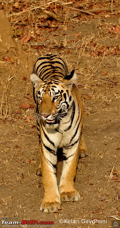Tadoba Tiger Reserve visit - May 2012-0045.jpg