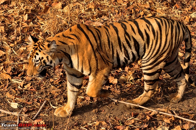 Tadoba Tiger Reserve visit - May 2012-0046.jpg
