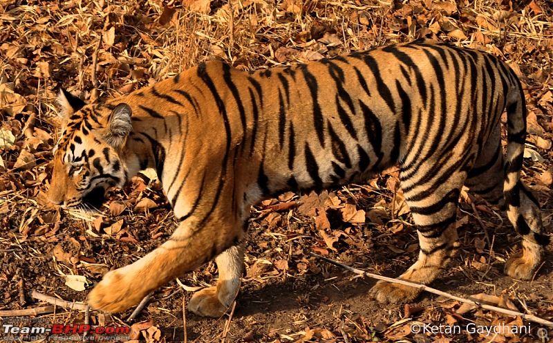 Tadoba Tiger Reserve visit - May 2012-0047.jpg