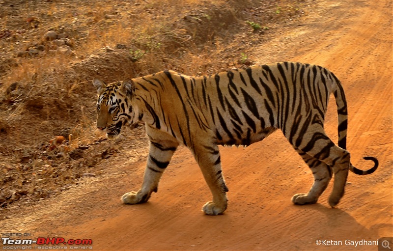 Tadoba Tiger Reserve visit - May 2012-0048.jpg