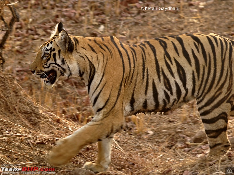 Tadoba Tiger Reserve visit - May 2012-0049.jpg