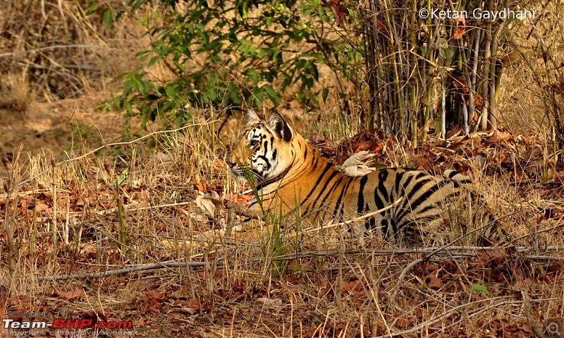 Tadoba Tiger Reserve visit - May 2012-0052.jpg