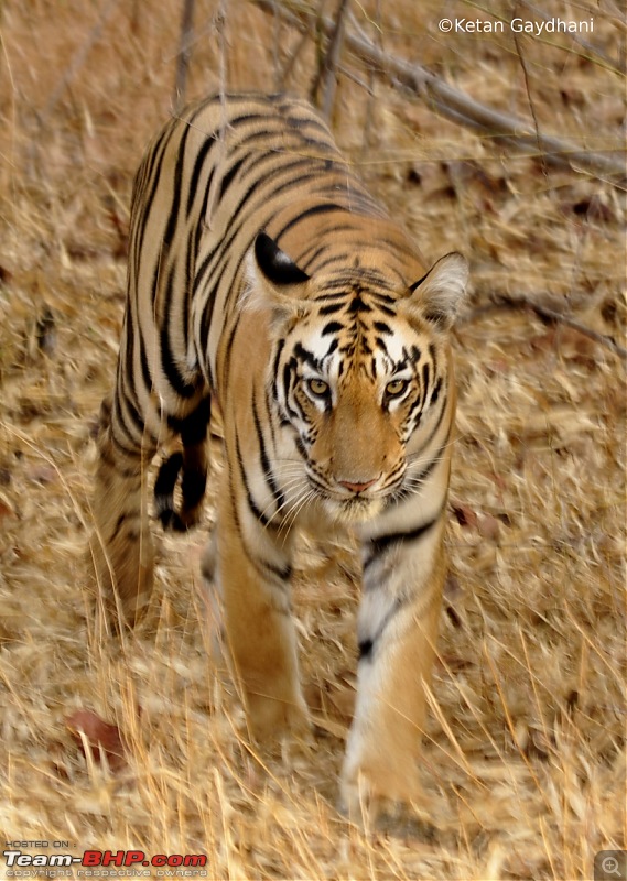 Tadoba Tiger Reserve visit - May 2012-0053.jpg