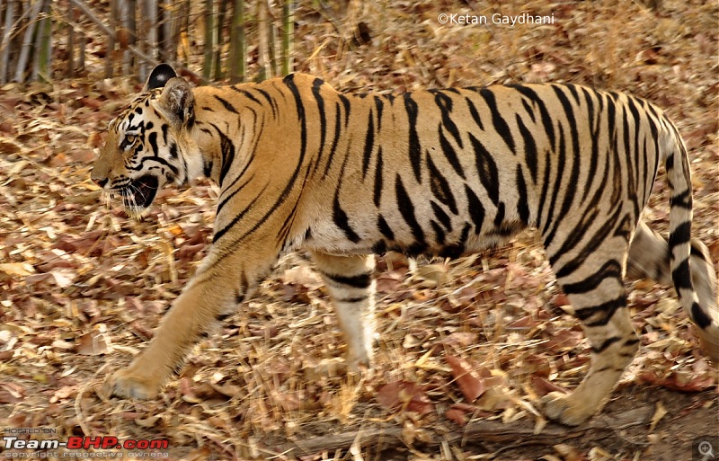 Tadoba Tiger Reserve visit - May 2012-0054.jpg