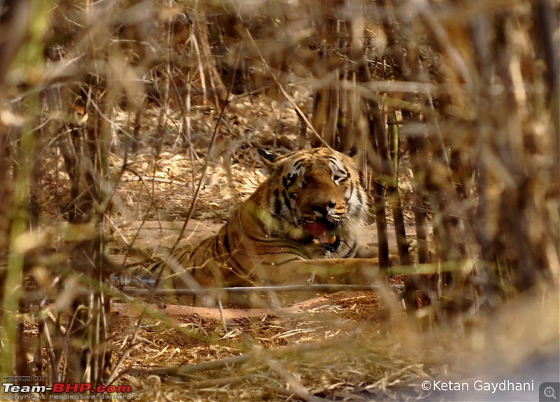 Tadoba Tiger Reserve visit - May 2012-0055.jpg