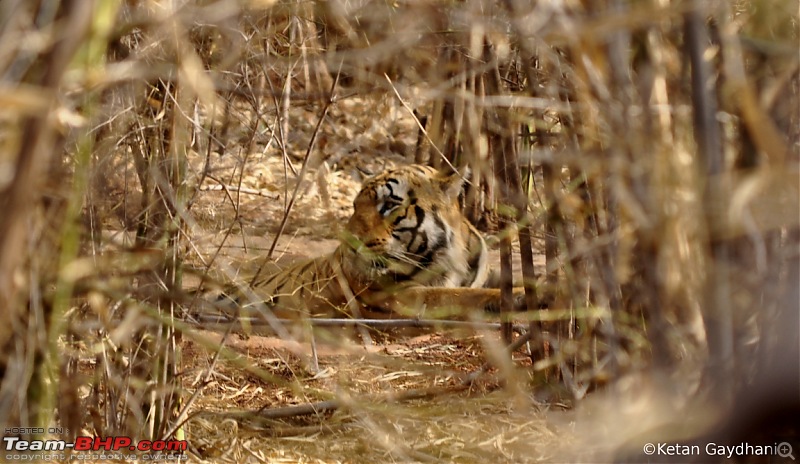 Tadoba Tiger Reserve visit - May 2012-0056.jpg