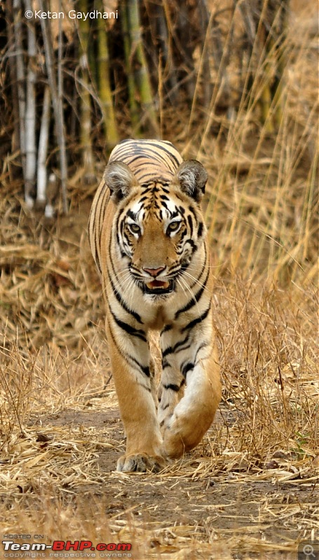 Tadoba Tiger Reserve visit - May 2012-0057.jpg