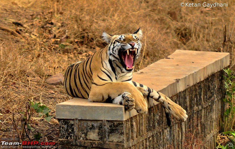 Tadoba Tiger Reserve visit - May 2012-0058.jpg
