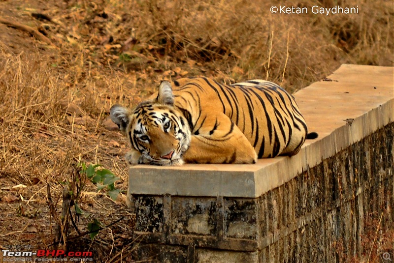Tadoba Tiger Reserve visit - May 2012-0059.jpg
