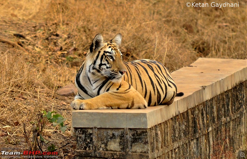 Tadoba Tiger Reserve visit - May 2012-0060.jpg