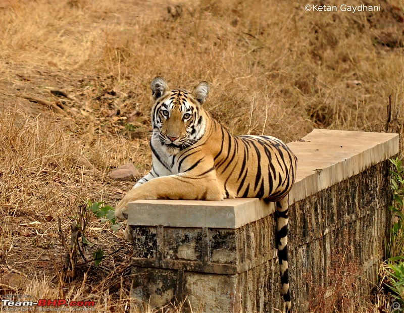 Tadoba Tiger Reserve visit - May 2012-0061.jpg