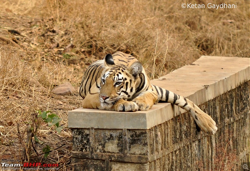 Tadoba Tiger Reserve visit - May 2012-0062.jpg