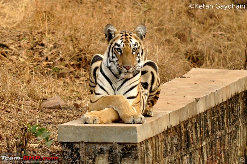 Tadoba Tiger Reserve visit - May 2012-0063.jpg