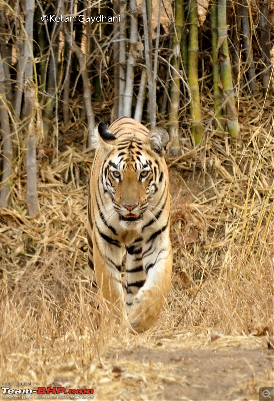 Tadoba Tiger Reserve visit - May 2012-0065.jpg