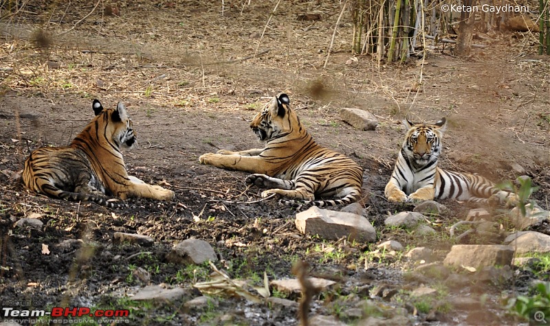 Tadoba Tiger Reserve visit - May 2012-0066.jpg