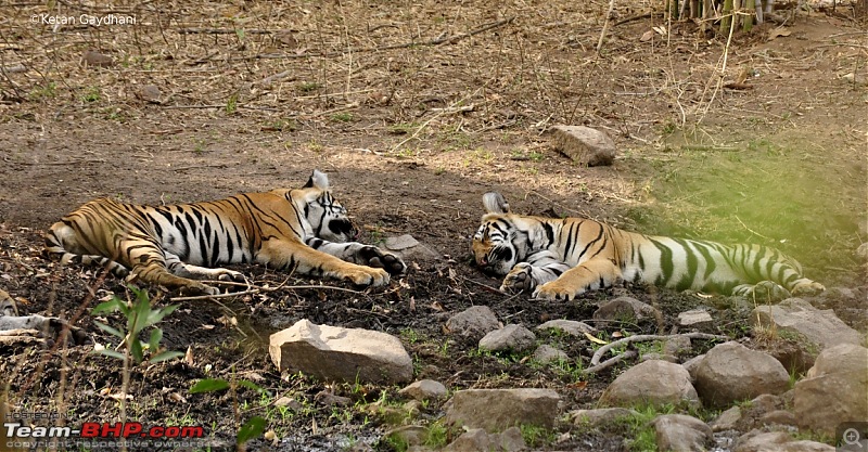 Tadoba Tiger Reserve visit - May 2012-0067.jpg