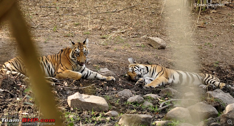 Tadoba Tiger Reserve visit - May 2012-0068.jpg