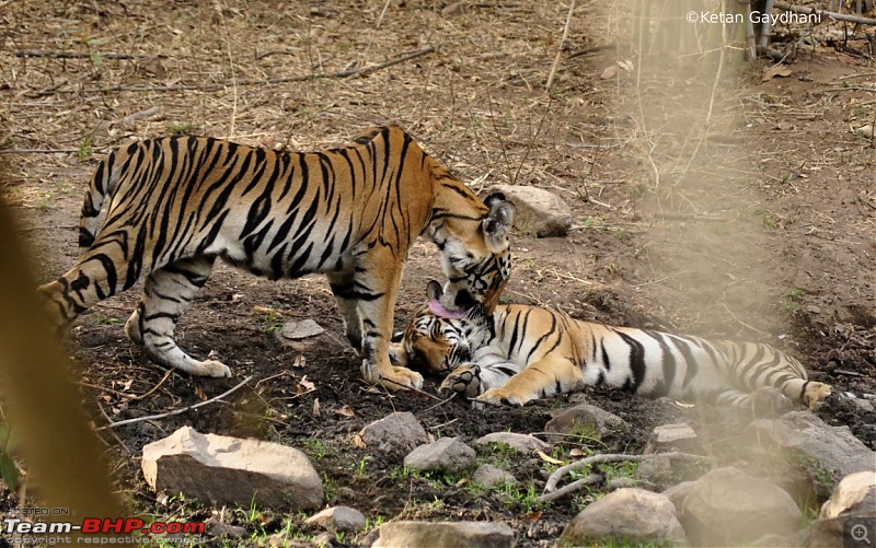 Tadoba Tiger Reserve visit - May 2012-0069.jpg