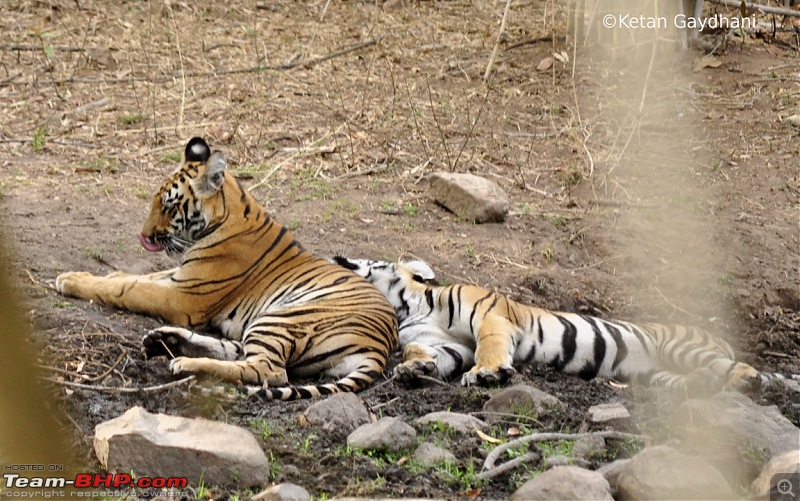 Tadoba Tiger Reserve visit - May 2012-0070.jpg