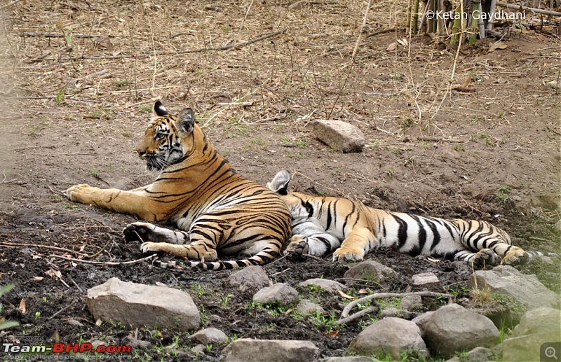 Tadoba Tiger Reserve visit - May 2012-0071.jpg
