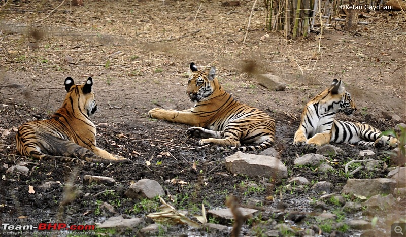 Tadoba Tiger Reserve visit - May 2012-0072.jpg