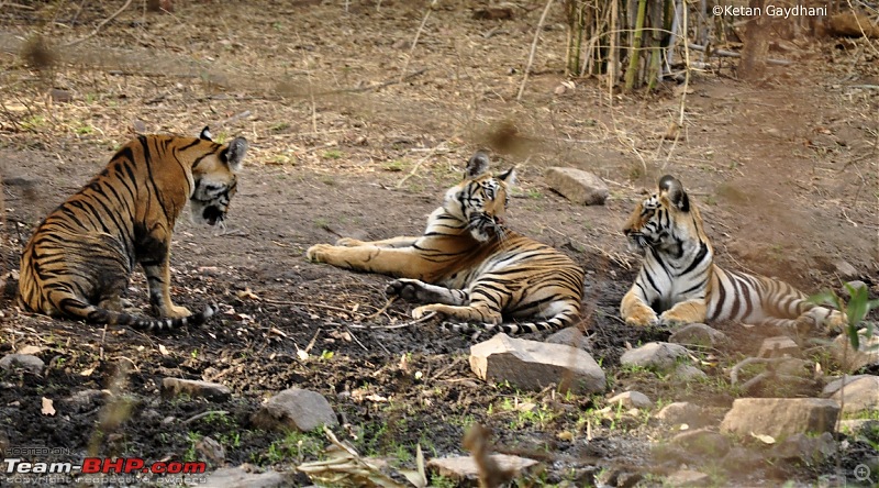 Tadoba Tiger Reserve visit - May 2012-0073.jpg