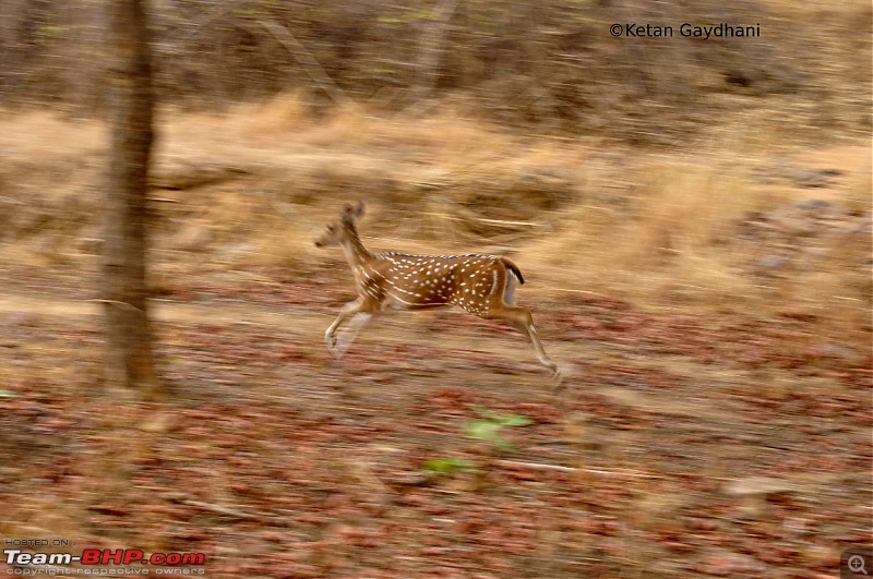 Tadoba Tiger Reserve visit - May 2012-0079.jpg