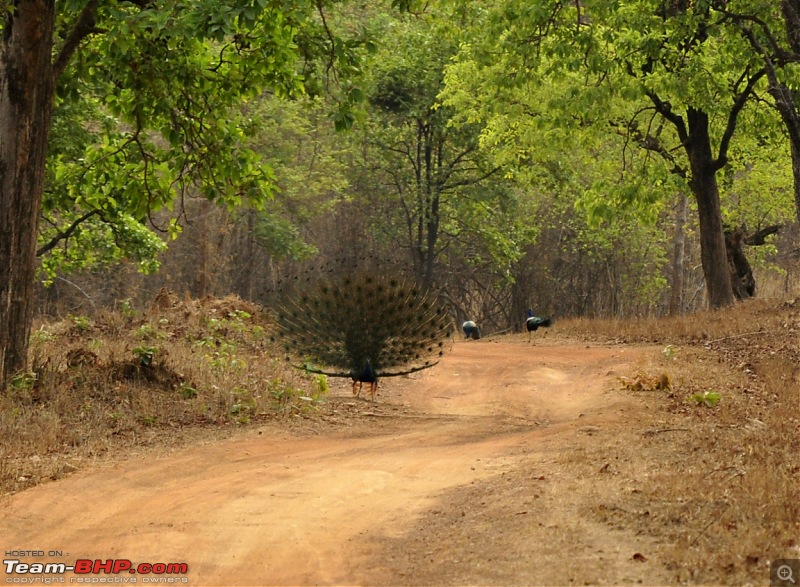 Tadoba Tiger Reserve visit - May 2012-0115.jpg