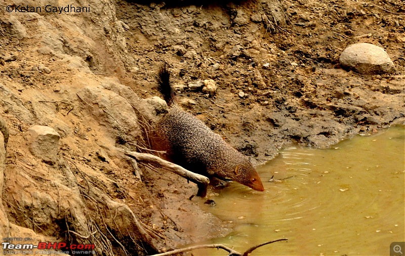 Tadoba Tiger Reserve visit - May 2012-0120.jpg
