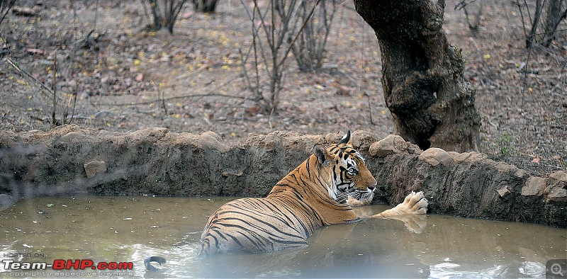 Gurgaon - Ranthambhore - Jodhpur - Gurgaon: Big Cats call again..!-0708.jpg