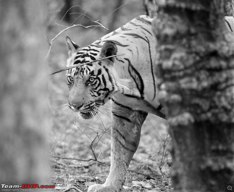 Gurgaon - Ranthambhore - Jodhpur - Gurgaon: Big Cats call again..!-6292a.jpg