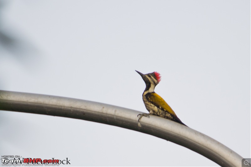 A shutterbug experiences around chennai - Weekend getaways in chennai-flame-back-woodpecker.jpg