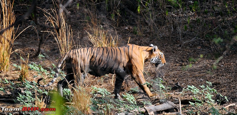 Gurgaon - Ranthambhore - Jodhpur - Gurgaon: Big Cats call again..!-6387.jpg