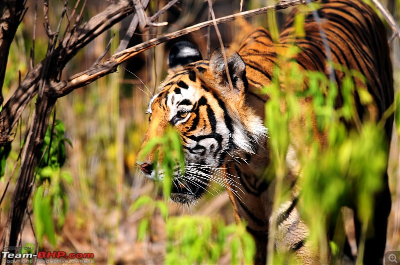 Gurgaon - Ranthambhore - Jodhpur - Gurgaon: Big Cats call again..!-6415.jpg