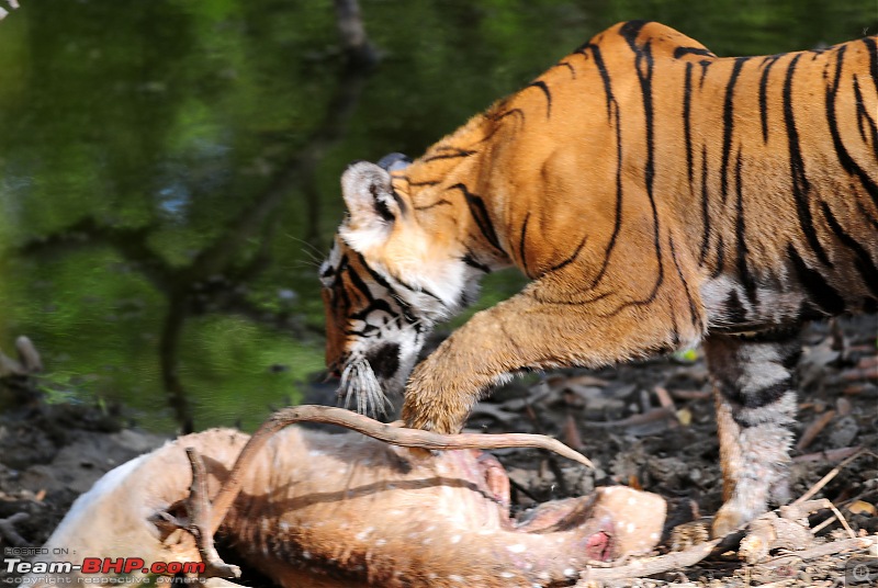 Gurgaon - Ranthambhore - Jodhpur - Gurgaon: Big Cats call again..!-6429.jpg