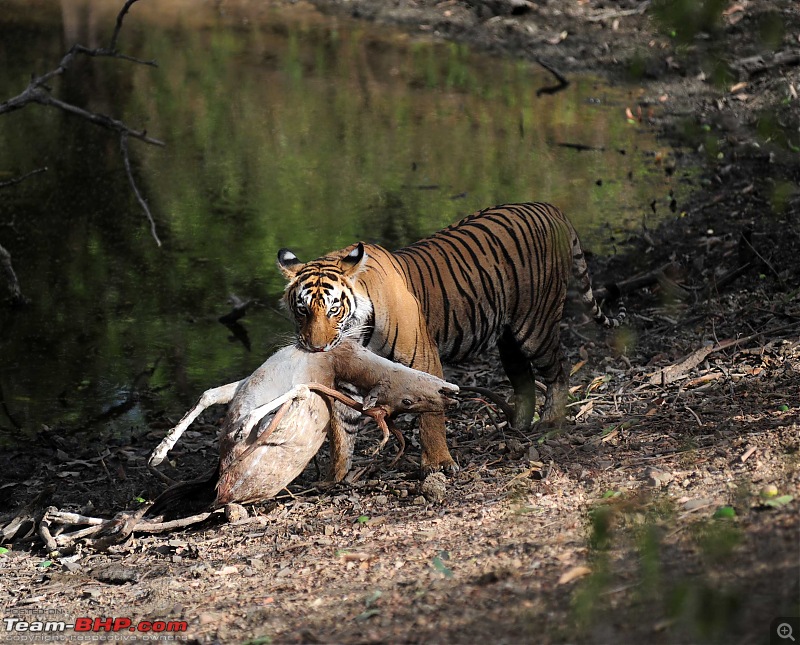 Gurgaon - Ranthambhore - Jodhpur - Gurgaon: Big Cats call again..!-0740.jpg