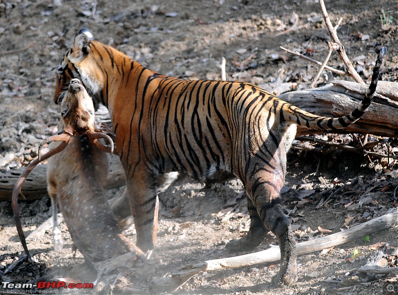 Gurgaon - Ranthambhore - Jodhpur - Gurgaon: Big Cats call again..!-6455.jpg