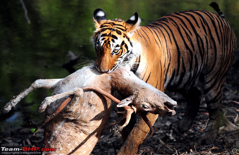 Gurgaon - Ranthambhore - Jodhpur - Gurgaon: Big Cats call again..!-6442a.jpg