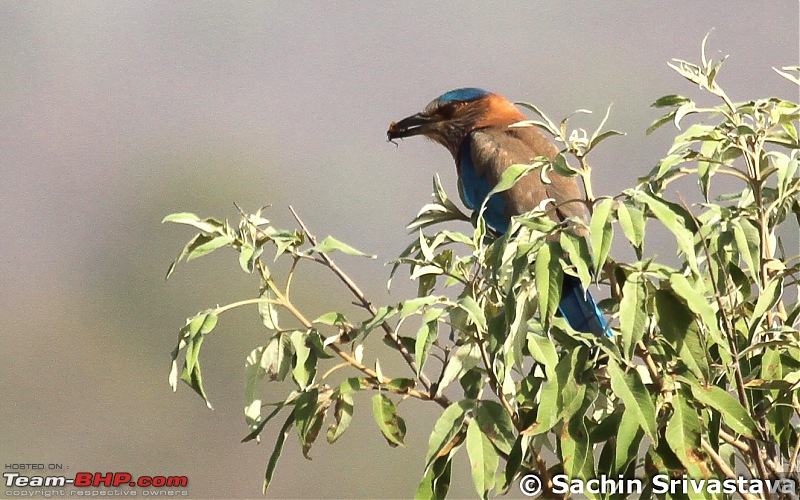 Self Drive Holiday MP Trip: Khajuraho - Panna-img_1096.jpg